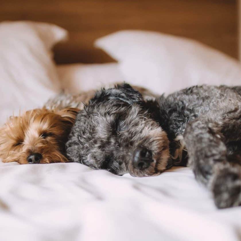 Dog Sleeping Positions - Back-to-back